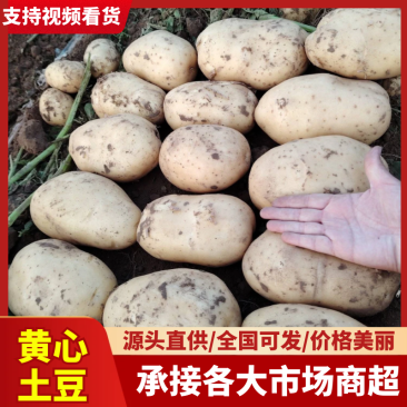 土豆黄心土豆大量上市适合市场商超产地直发