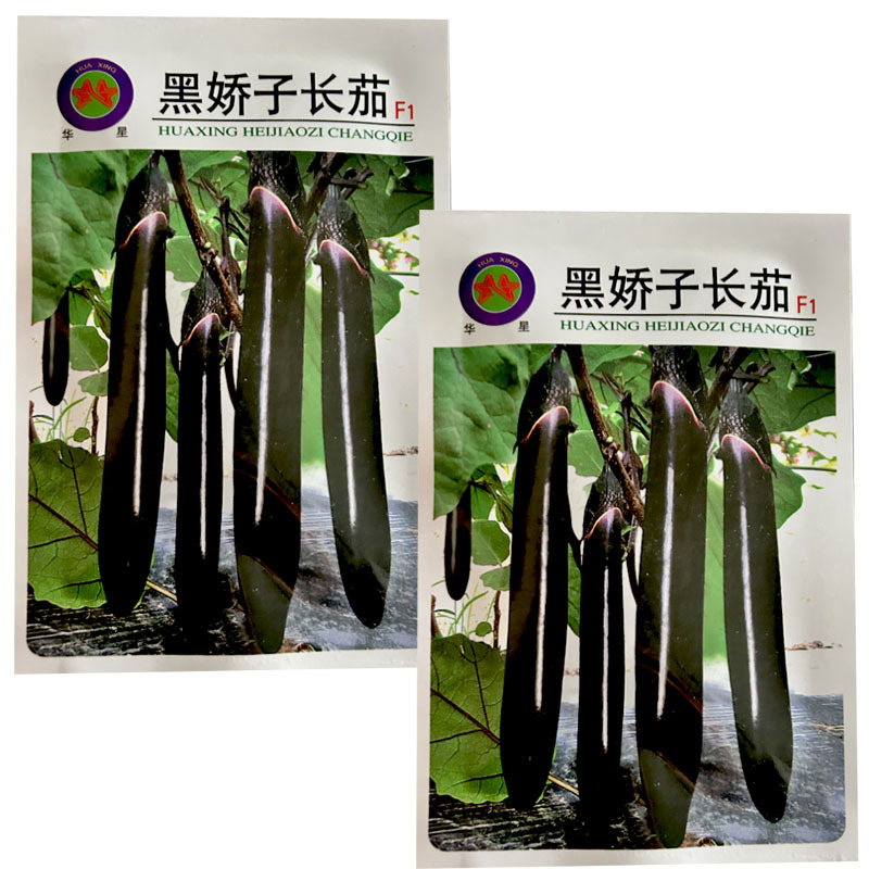 华星黑娇子长茄种子早熟长粗黑亮茄子丰产抗病基地型