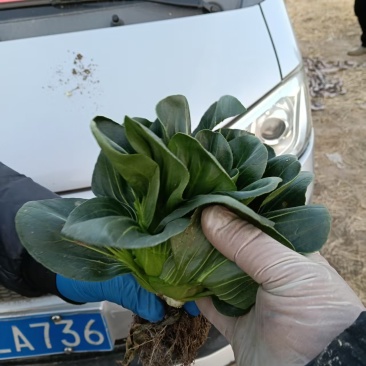 上海青安徽快菜小油菜基地直发，品质保证价格可谈，欢迎电联