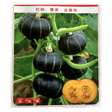盛丰贝贝南瓜种子板栗小南瓜迷你型小南瓜种籽粉糯扁圆甘甜面