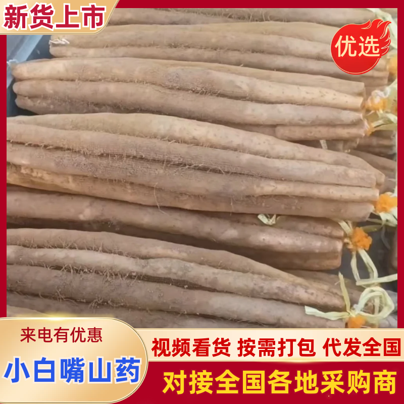 小白嘴麻山药衡水安平县产地直发对接电商市场，不包邮