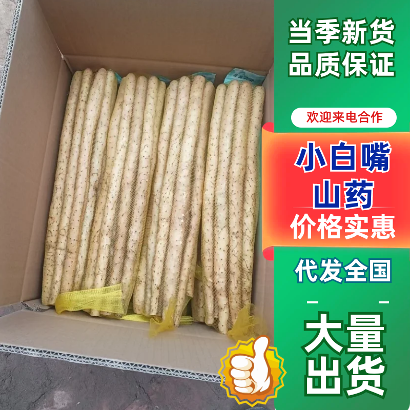 小白嘴麻山药衡水安平县产地直发对接电商市场，不包邮