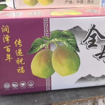 【优选】秋月梨红香酥梨一件代发对接电商大厂供货量大