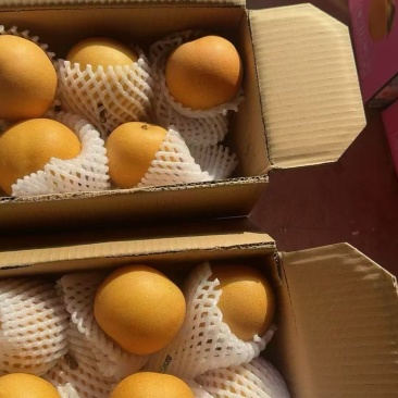 【实力】一件代发秋月梨酥梨品种多样规格论价大车走货对接全国