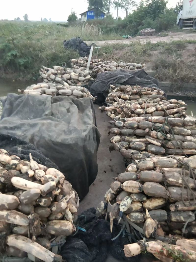 湖北洪湖白莲藕基地一手货源对接电商市场商超可视频