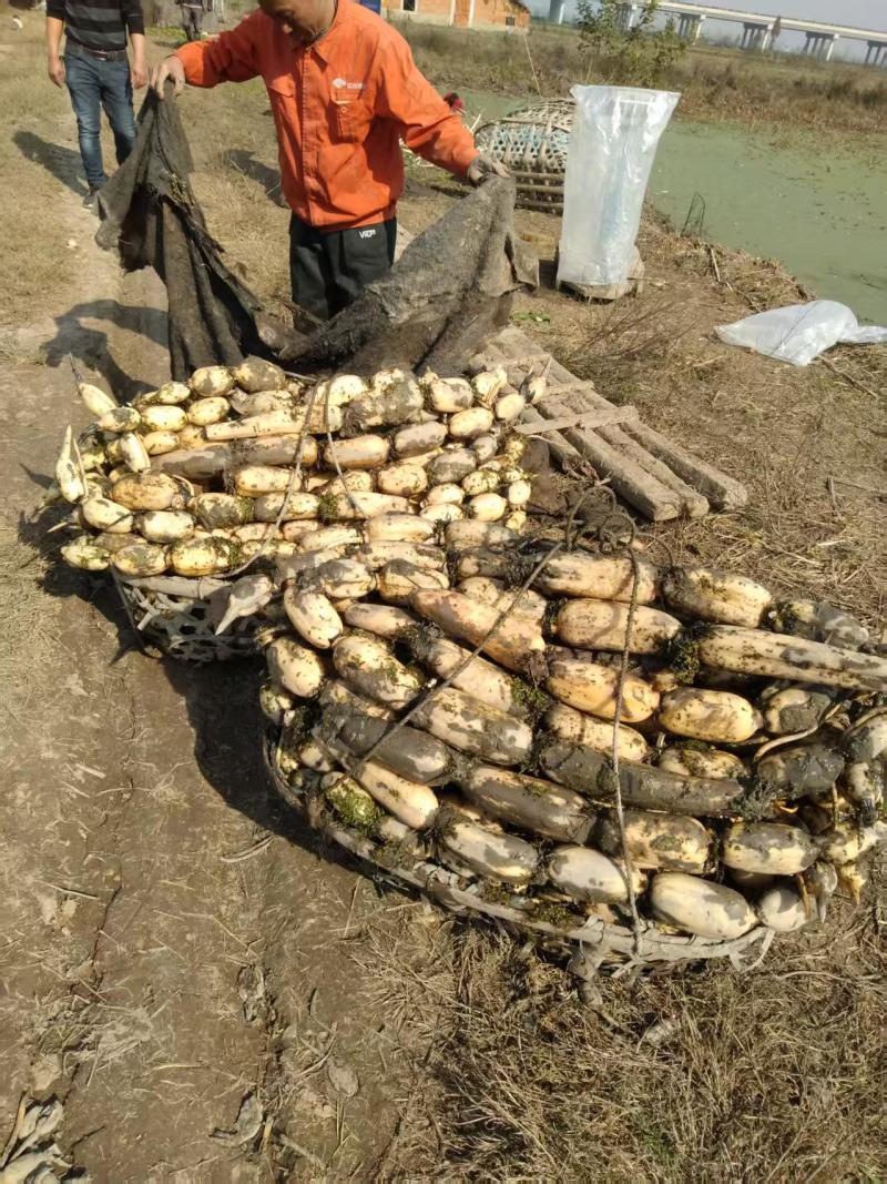 湖北洪湖白莲藕基地一手货源对接电商市场商超可视频