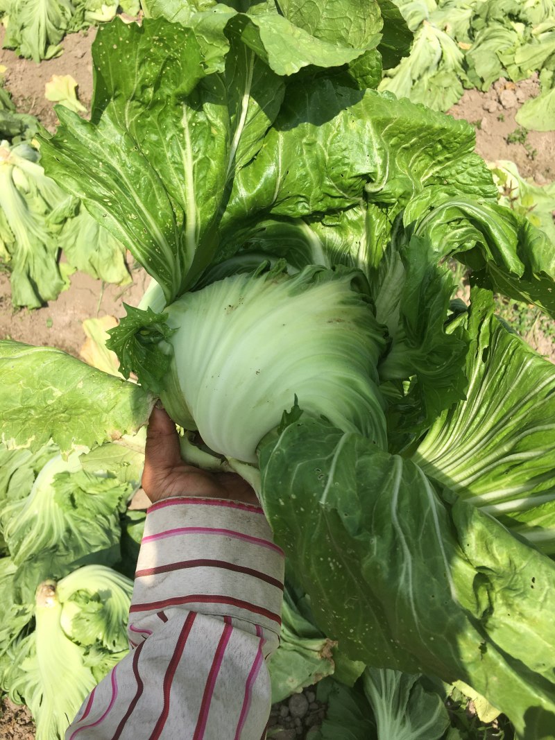 包心芥菜大量上市/对接市场加工厂/适用于加工腌制咸菜