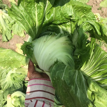 广东大芥菜大量上市/对接市场加工厂/适用于加工腌制咸菜