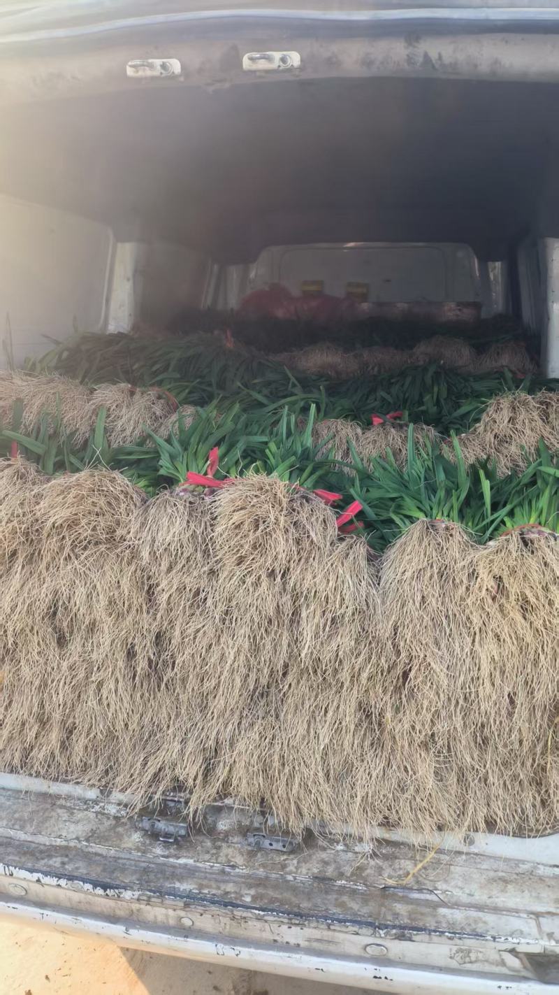 江苏丰县梁寨红根蒜苗大量上市，有想法的来