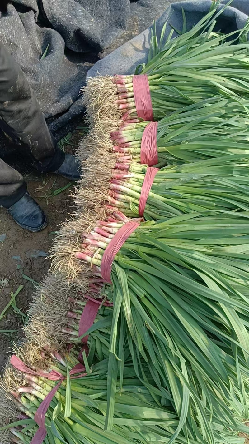 江苏丰县梁寨红根蒜苗大量上市，有想法的来