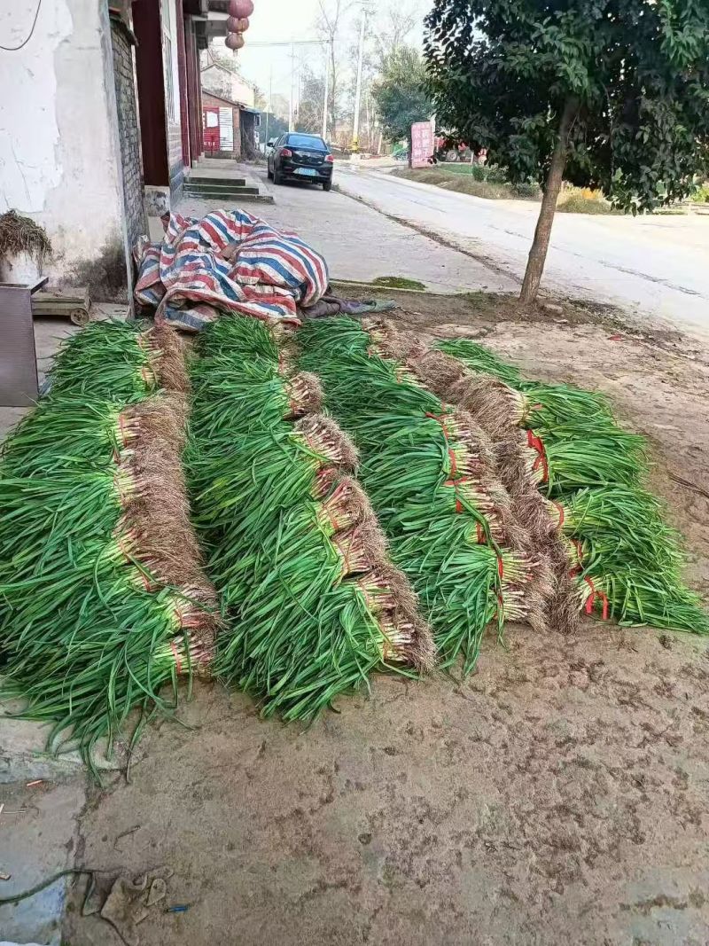 江苏丰县梁寨红根蒜苗大量上市，有想法的来
