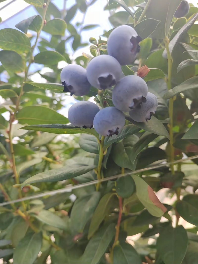 L25蓝莓云南蓝莓产地现货，规格齐全可视频看货