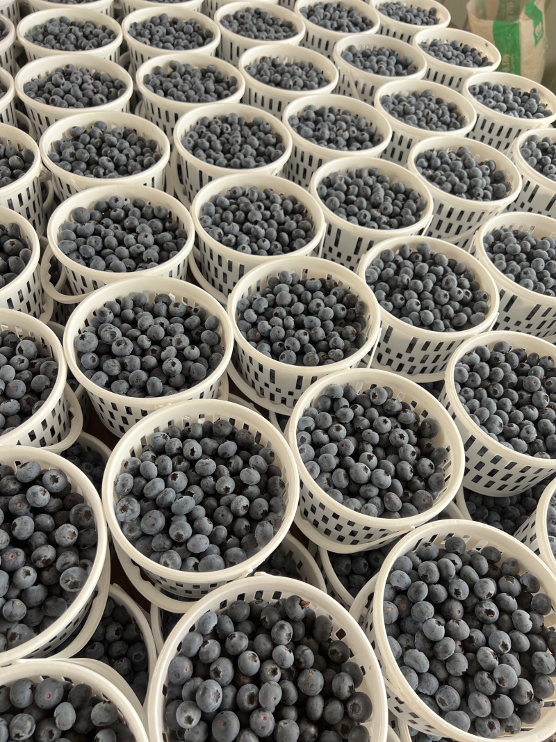 云南F6蓝莓大量供应价格优惠新鲜采摘品质保证欢迎电电