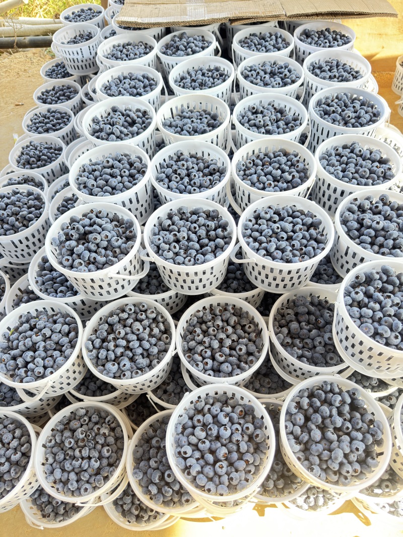 云南F6蓝莓大量供应价格优惠新鲜采摘品质保证欢迎电电