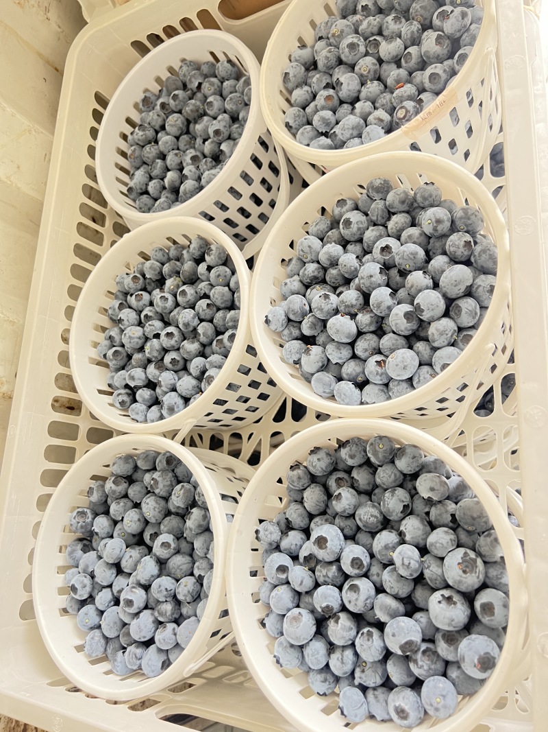 L11蓝莓品类齐全量大从优可视频看货对接全国客商
