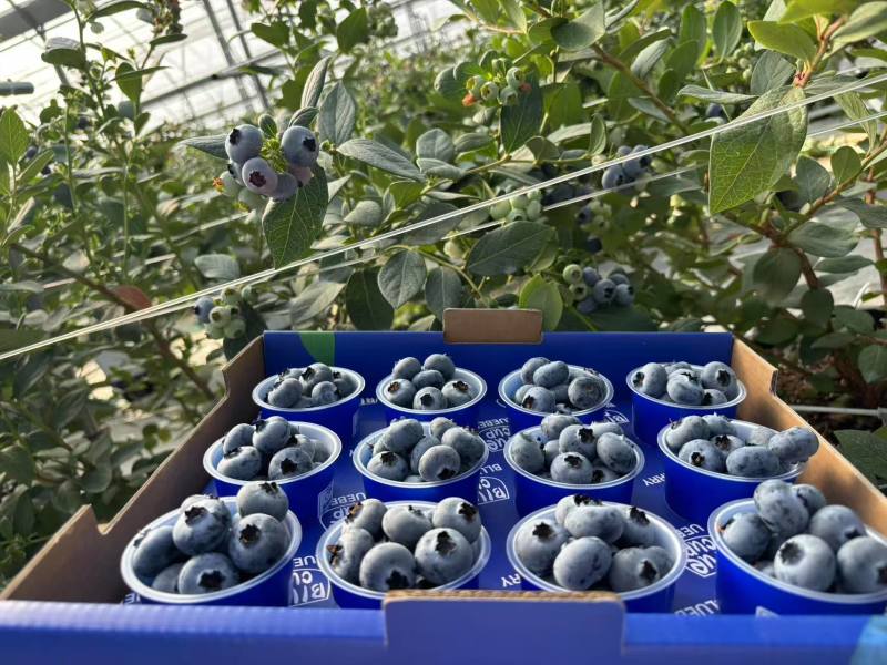 L11蓝莓品类齐全量大从优可视频看货对接全国客商