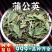 蒲公英中药材安国中药材批发优质蒲公英