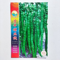 月丰螺丝线椒种子杂交一代长果螺丝椒种籽香辣早熟大田基地