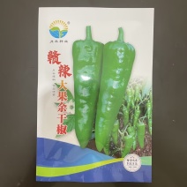 赣辣大果余干椒种子早熟易种植皮薄肉脆口感好辣味香浓基地用