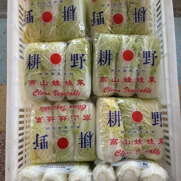 江苏精品小娃娃菜产地一手货源品质保证全国发货