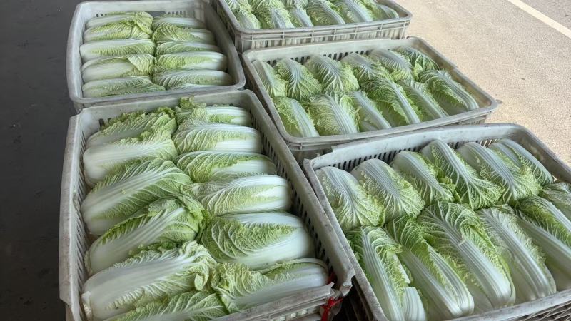 黄心白菜货源充足对接市场电商商超等可实地看货