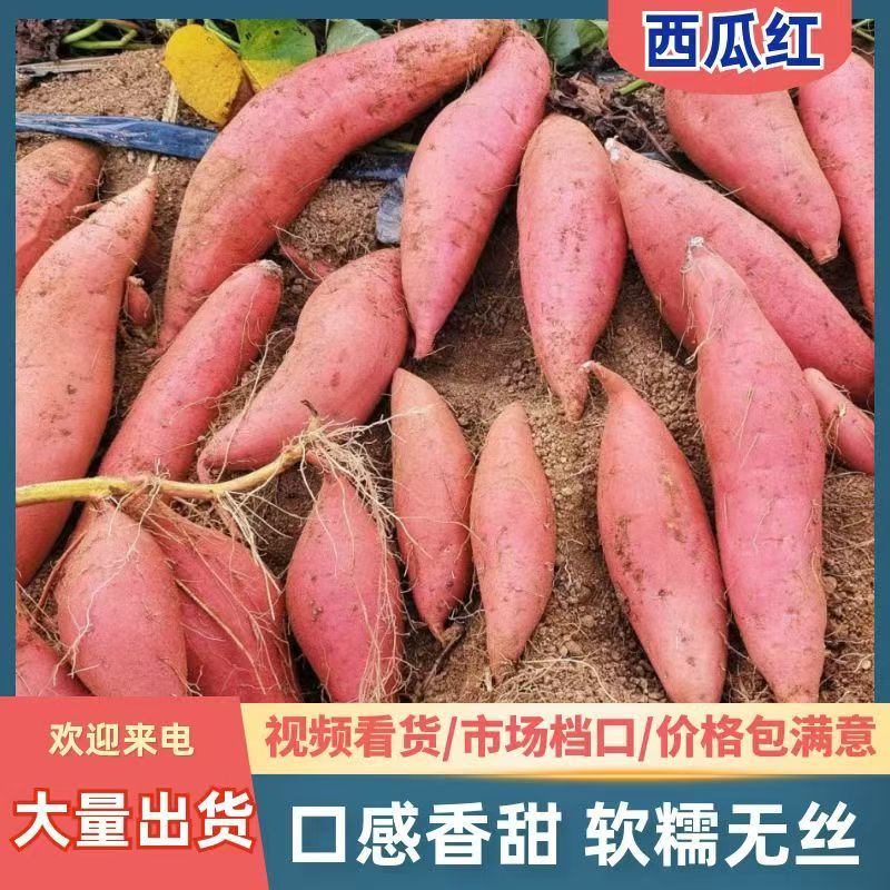 广东沙地西瓜大量供应中对接市场档口商超量大从优欢迎来电