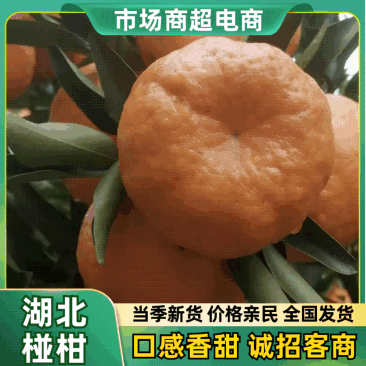 清江椪柑精品椪柑碰柑大量供应可视频看货欢迎来电采购