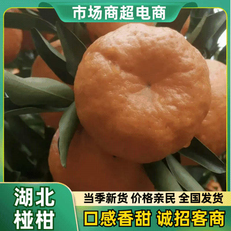 清江椪柑精品椪柑碰柑大量供应可视频看货欢迎来电采购