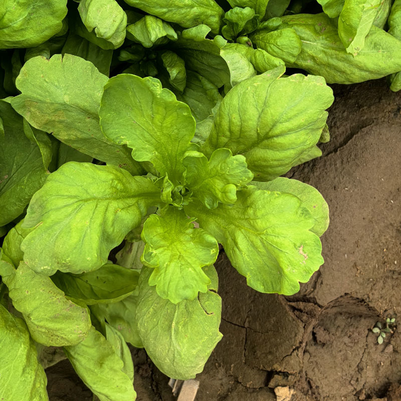 大虎耳茼蒿种子大叶茼蒿籽皇帝菜4000粒春秋种植基地型