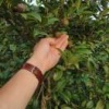 湖南新宁民旺油茶种植专业合作社的一亩田店铺