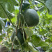 绿宝石甜瓜种子绿皮绿肉薄皮甜瓜种籽甜度高基地型