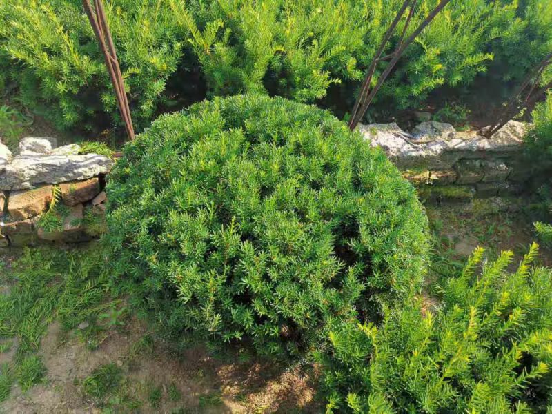 红豆杉苗木绿化产地直供量大从优可接市政工程