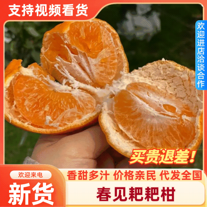 四川春见耙耙柑，新鲜上市，大量供应，品质保证，欢迎咨询