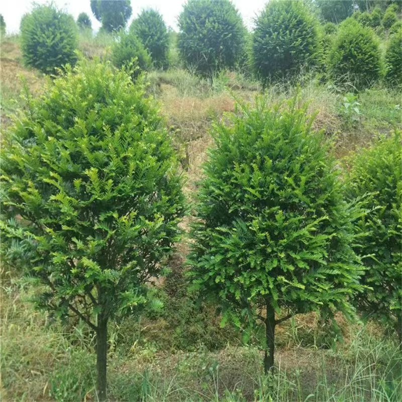 红豆杉红豆杉基地直供量大从优可对接工程项目