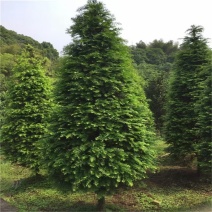 红豆杉红豆杉基地直供量大从优可对接工程项目