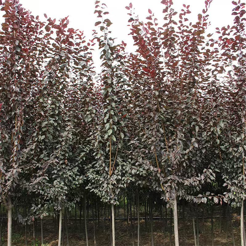 紫叶稠李基地直供量大从优可对接工程项目