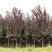 紫叶稠李基地直供量大从优可对接工程项目