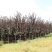 紫叶稠李基地直供量大从优可对接工程项目