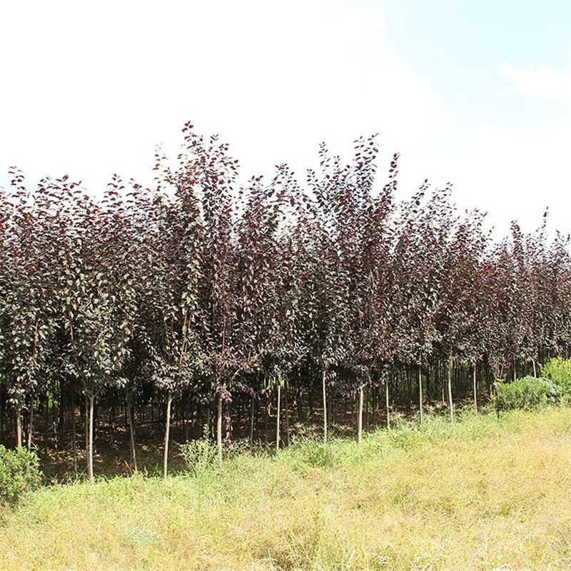 紫叶稠李基地直供量大从优可对接工程项目