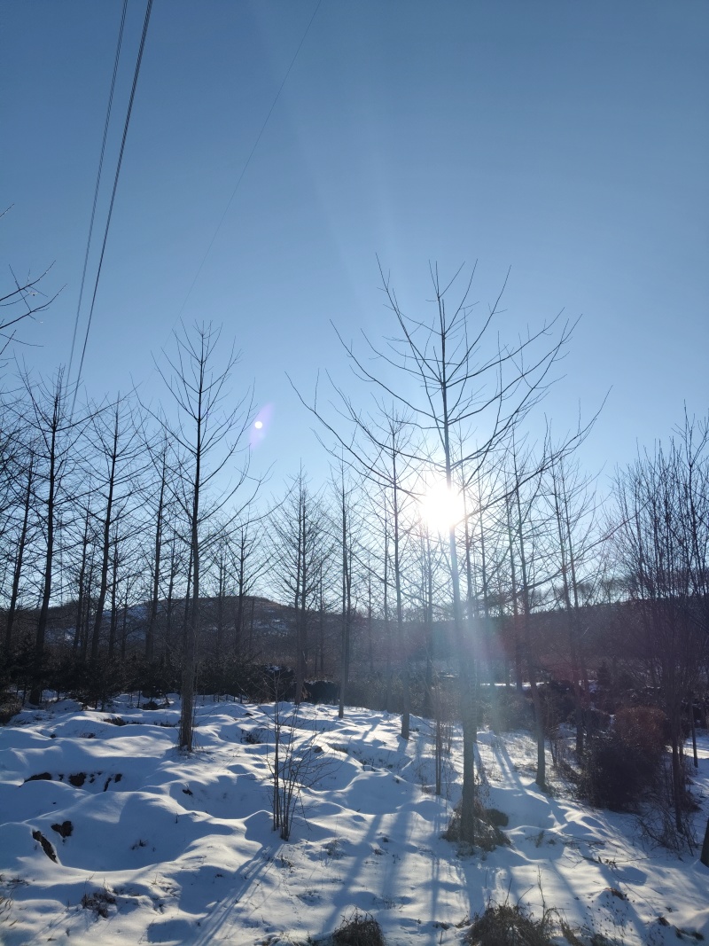 银杏树基地直供量大从优可对接工程项目