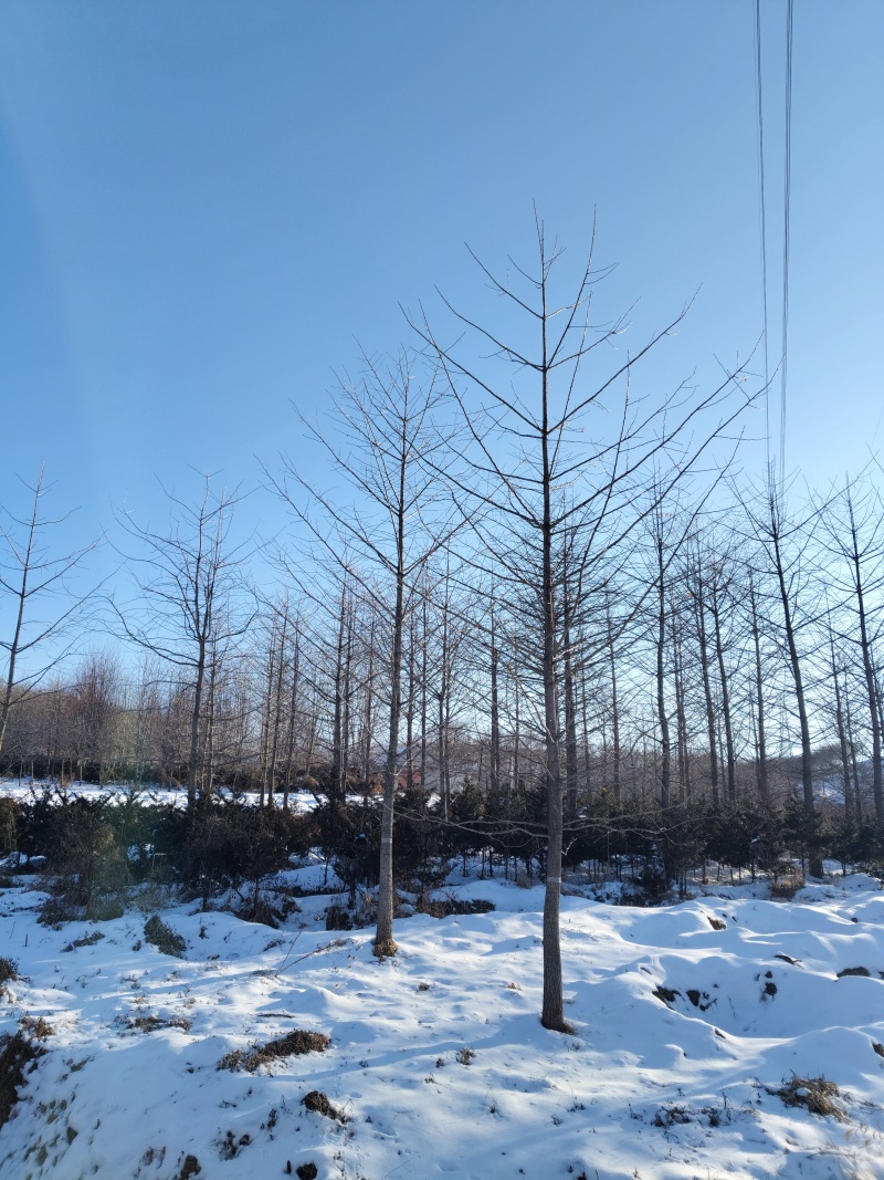 银杏树基地直供量大从优可对接工程项目