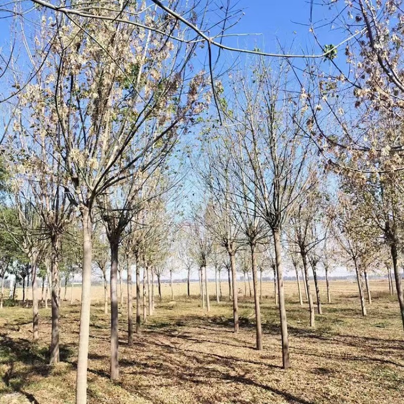 金叶复叶槭基地直供量大从优可对接工程项目
