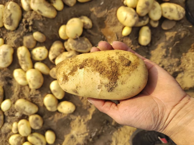 【荷兰十五土豆】山东基地直供质量保证一手货源对接商超