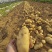 【荷兰十五土豆】山东基地直供质量保证一手货源对接商超