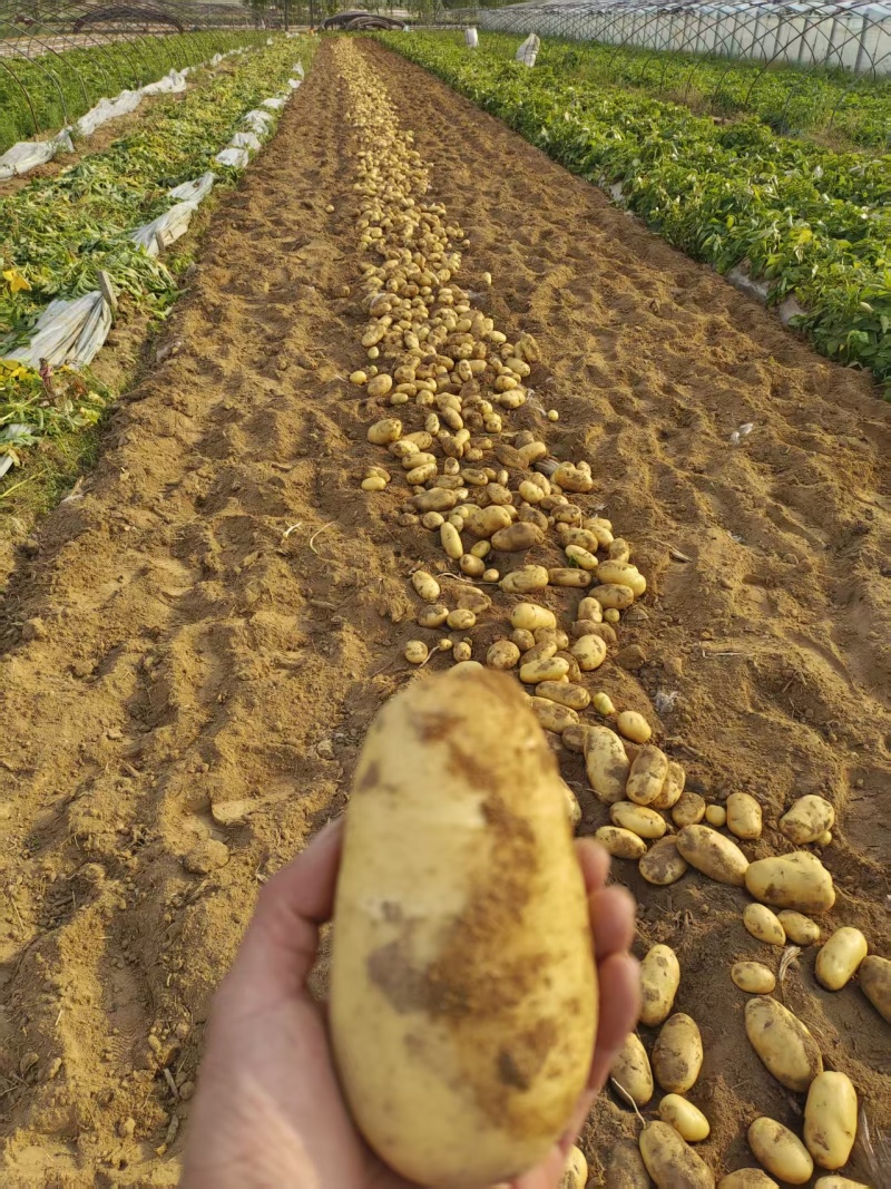 【荷兰十五土豆】山东基地直供质量保证一手货源对接商超