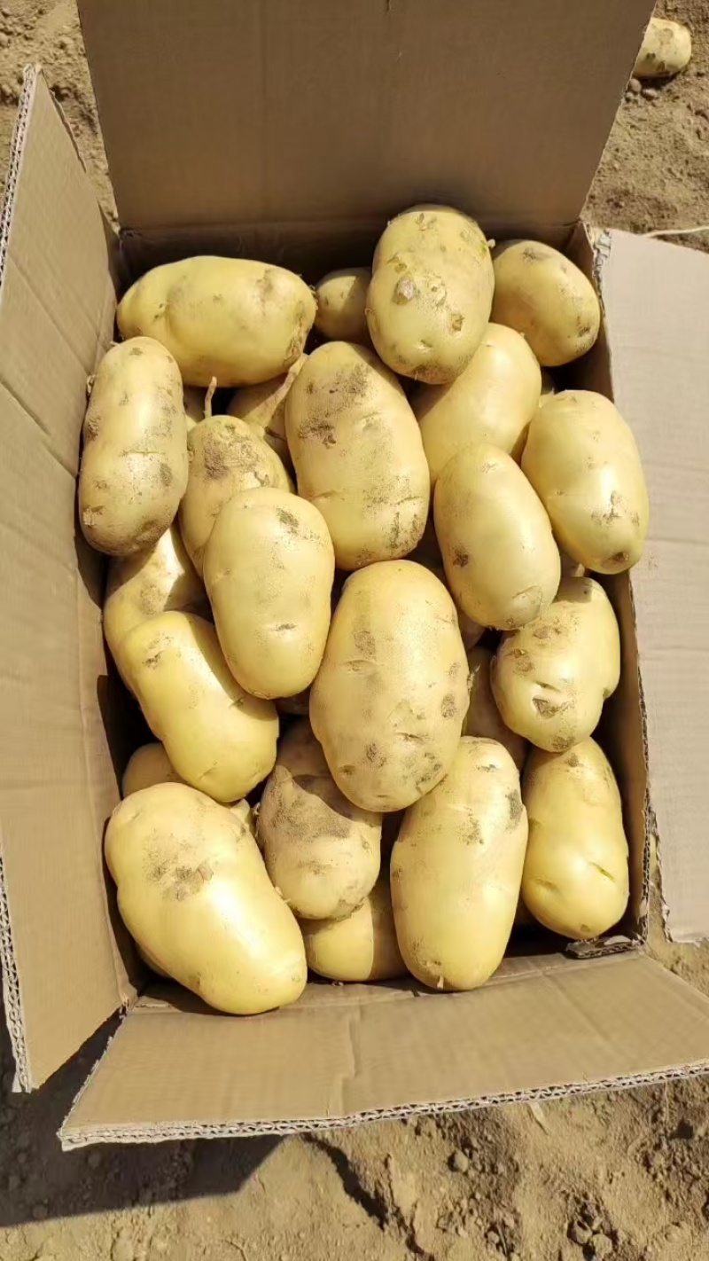 【荷兰十五土豆】山东基地直供质量保证一手货源对接商超