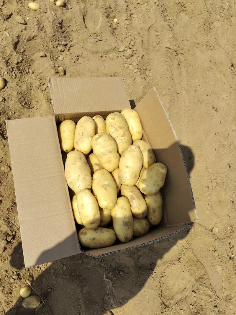 【荷兰十五土豆】山东基地直供质量保证一手货源对接商超