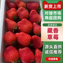 奶油草莓/自带奶香气/味正口感好河北草莓保定奶油草莓直发