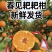 四川耙耙柑春见柑桔基地直供实力代发全国商超欢迎联