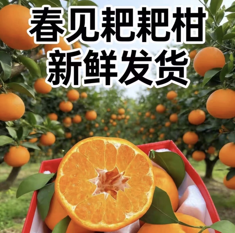 四川耙耙柑春见柑桔基地直供实力代发全国商超欢迎联